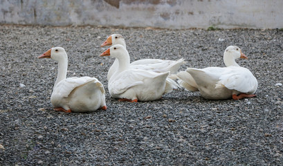 White duck