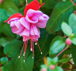 Bright pink hanging flowers