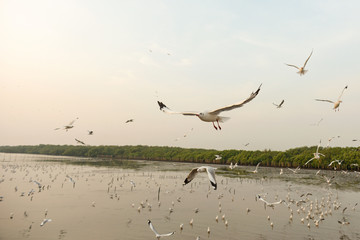 flying seagull and sunset