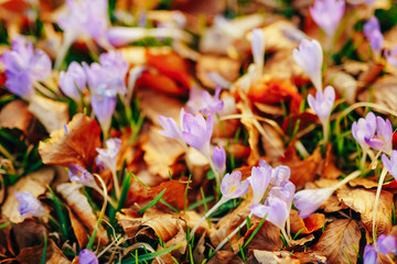 Many crocuses in dry autumn leaves. A field of crocuses in yellow leaves on the ground in the urban park of Cetinje, Montenegro.