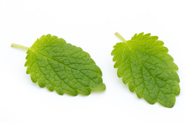 Fresh mint leaves isolated on white background. © gitusik