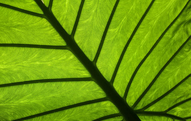 Veins of a large bright green leaf