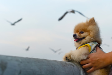 dog and flying seagull