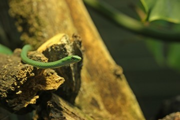 Raue Grasnatter (Opheodrys aestivus) 
