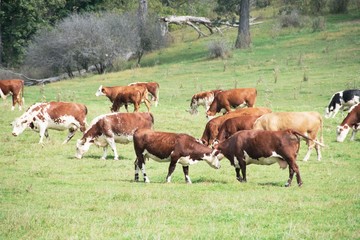 Fototapeta premium Cattle Grazing