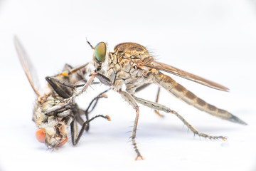 Brown Heath Robberfly (Arthropoda: Diptera: Asilidae: Machimus: Machimus cingulatus) and dead Flesh Fly (Sarcophaga crassipalpis Macquart) isolated with white background