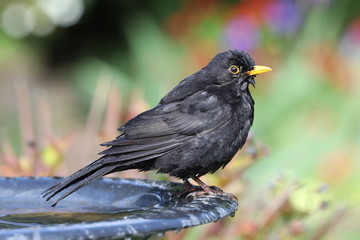 Close up of a wet Blackbird after taking a bath