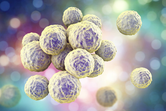 Bacteria methicillin-resistant Staphylococcus aureus MRSA, multidrug resistant bacteria, 3D illustration