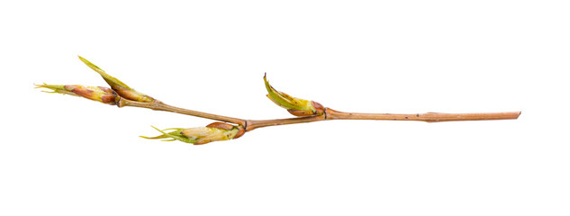 Tree branch with newly appeared buds isolated on white background