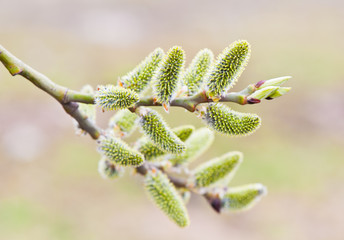 willow blossoms in spring sunny day