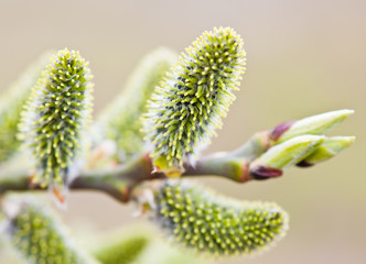willow blossoms in spring sunny day