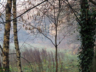 Dixies in December collection