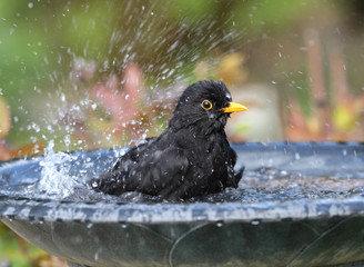 Close up of a male Blackbird enjoying a wash in a bird bath