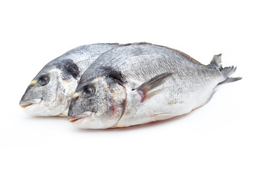 Fresh bream sea isolated on white background.