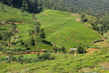 Teeplantage auf Sri Lanka