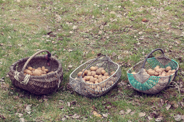 rustic varieties in the retro style/ Three different hand-woven baskets with potatoes on a grass background 