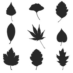 Vector silhouette of the leaves. Set of leaves isolated on white background.