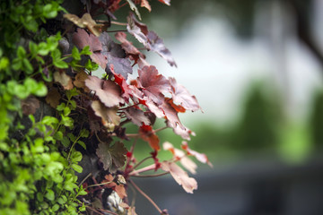 Some colourful plants growing on an old wall