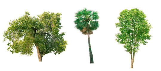 Fototapeta premium Isolated tree on white background.