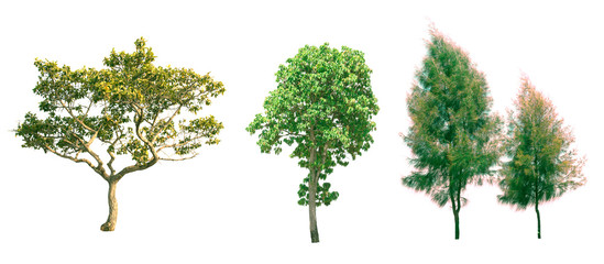 Isolated tree on white background.