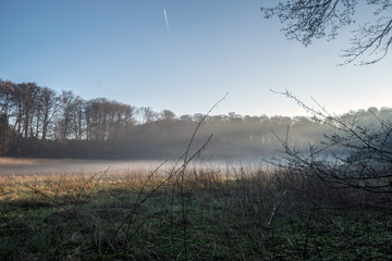 Morgennebel im Wald bei Sonnenaufgang