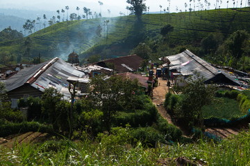 Unterkünfte der Teepflücker auf Sri Lanka