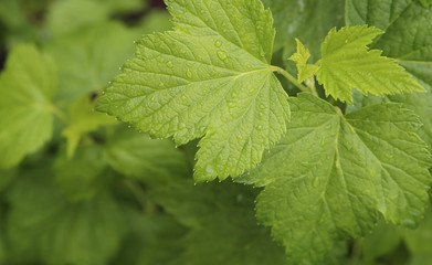 Rain drops on the leaves. Close-up