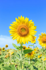 Sunflowers (Helianthus) close-up summer season