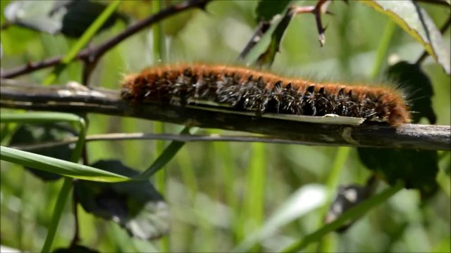 Bruco in movimento su ramo.