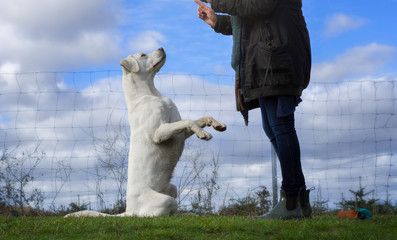 Junge Frau und Labrador Retriever Hund beim Training eines Kunststücks auf einem Feld