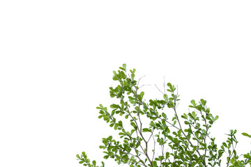 tree branch and green leaf silhouette photography , white background