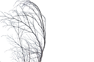 tree branch silhouette photography , white background