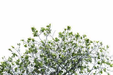 tree branch and green leaf silhouette photography , white background