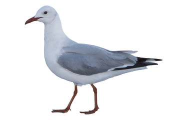 Sea gull isolated on white  standing on his feet