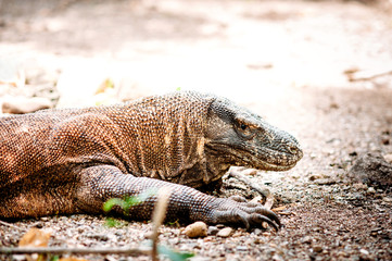 The Komodo dragon, Varanus komodoensis, the big lizard lying on a ground. Komodo National Park, Flores, Indonesia