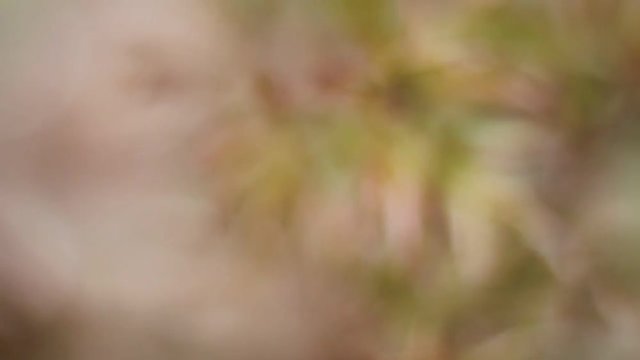 Stems of peonies with leaves. Unrevealed peonies. Flowers and plants. Focusing and blurring.