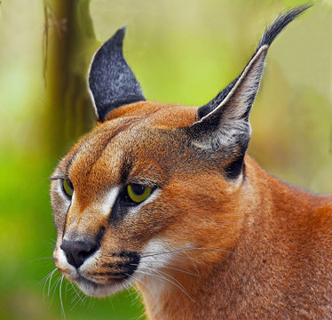 Portrait of a Caracal, Limpopo, South Africa