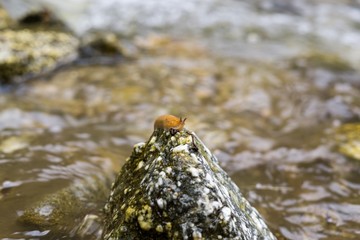 Snail on the rock in river. Slovakia