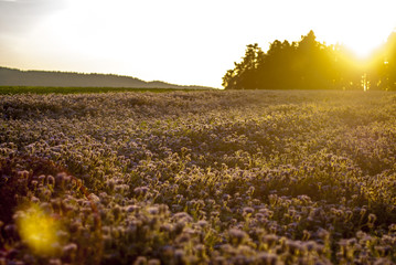 Field of phacelia - everything that bees love