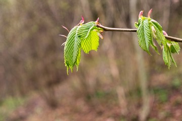 Leaves of the green tree. Slovakia