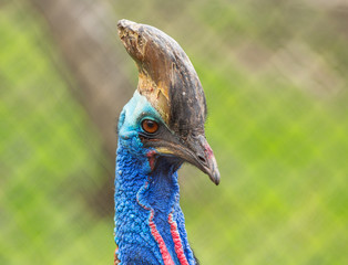 cassowary