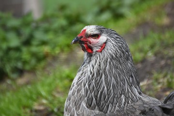Brahma Henne Portrait