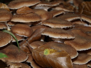 Pilz, Waldpilz, Wald, Natur, Pilzart, Fungi, Pilze, braun