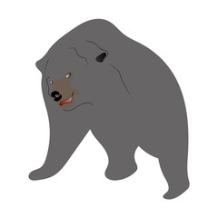 gray bear standing drawing design animal isolated