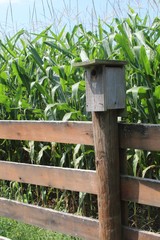 The birdhouse on the fence close to the cornfield.