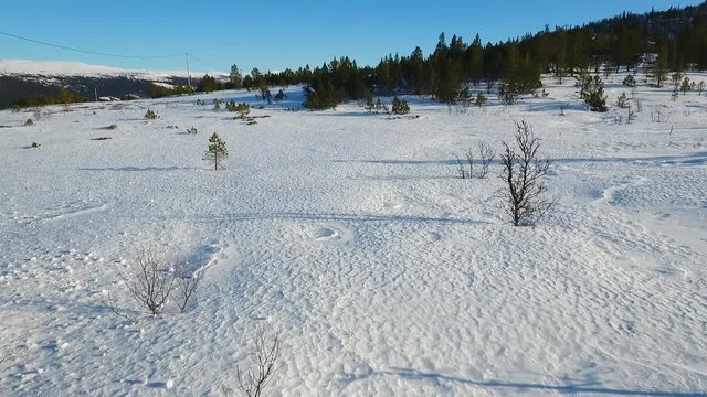 Slow flight through a mountain forest in winter