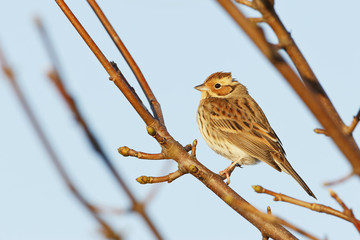 Little bunting (Emberiza pusilla) on branch, the Netherlands