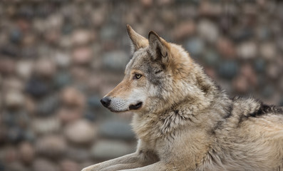 Portrait of a wolf close up