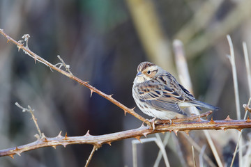 Little bunting (Emberiza pusilla) on branch, the Netherlands
