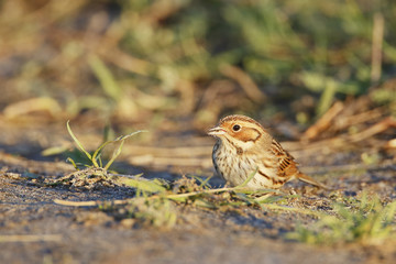 Little bunting (Emberiza pusilla) feeding on the ground, the Netherlands